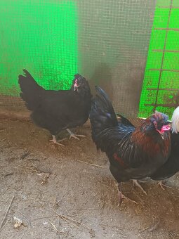 Kohút + sliepočka Araucana - 2