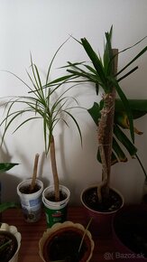 Dracena - 2