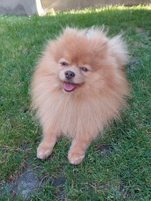 Pomeranian psik - 2