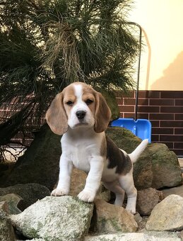 Bígel Bigl Beagle s PP FCI (bicolor, tricolor) - 2