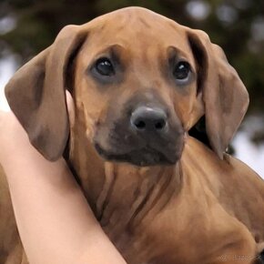 Rhodesian Ridgeback - 2