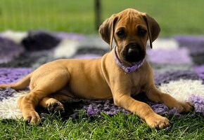 Rhodesian Ridgeback s PP k odberu - 2