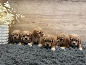 Cavapoo - 2