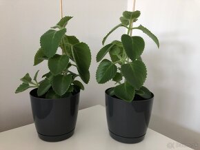 Nádchovník / Rýmovník (Plectranthus amboinicus) - 2