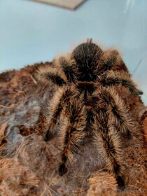 Tliltocatl Albopilosus Nicaragua (neurčené) - 2