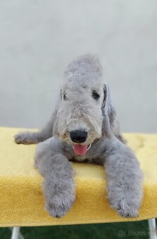 Bedlington teriér - 2