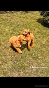 Goldendoodle / Pudel / - 2