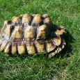 Korytnačka suchozemská - Geochelone sulcata - 2