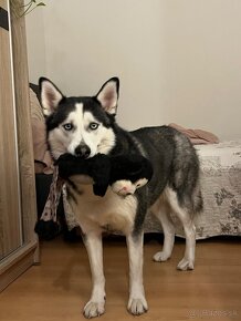 Darujem 2 ročnú fenku Husky - 2