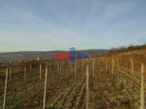 N Veľmi dobre obrábaný vinohrad Modra, lokalita Líščie Strán - 2