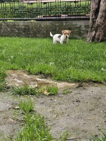 Jack Russel Terriers šteniatká na predaj - 2