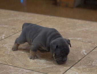 American Bully Micro - 2