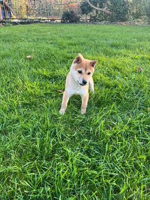 Shiba Inu šteniatko - 2