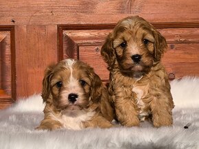 Cavapoo - 2