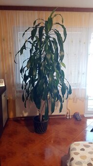 Dracaena Massangeana 250cm (2,5 m) - 2