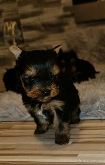 Yorkshire terrier - 2