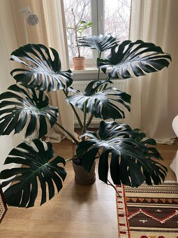 Monstera - 2