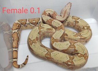 Boa Constrictor i.VPI Sunglow 1.1 subadult - 2