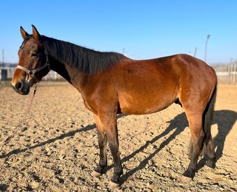 Appaloosa valach - 2