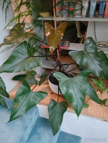 philodendron red - 2