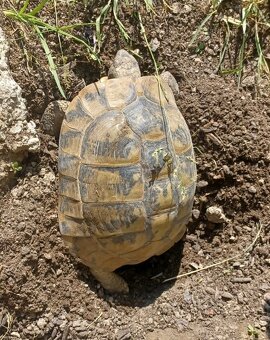 Predám suchozemské korytnačky zelenkasté - Testudo hermanni - 2