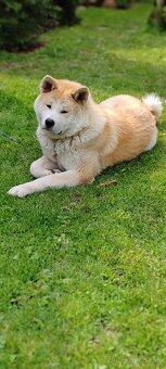 Akita inu - 2