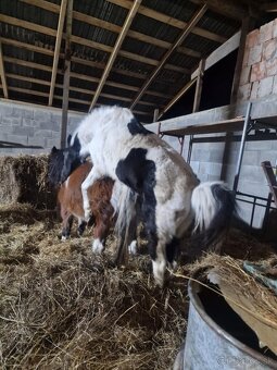 Ponukam pony žrebca 6r na pripustenie vašej kobilky - 2