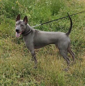 Adopcia Thajský ridgeback, Thai Ridgeback Dog - 2