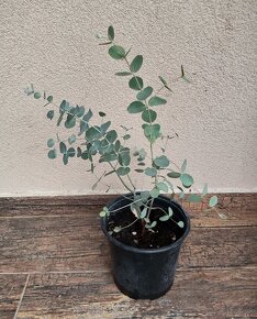 Rastliny aj semená - Eucalyptus gunnii - 2