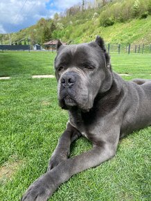 Cane corso krytie - 2