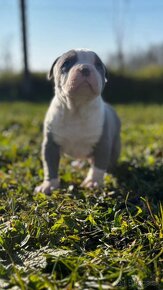 American bully - 2