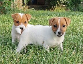 Jack Russel Terier - 2