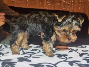 Yorkshire terrier - 2