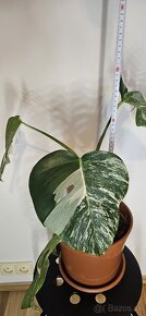 Monstera Albo Variegata - 2