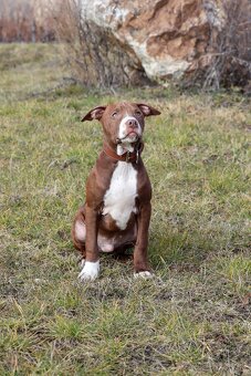 APBT s pp , americký pitbulteriér , pitbul , pittbul - 2