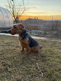 Welsh terrier - 2