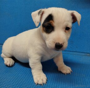 Jack russel terier - 2