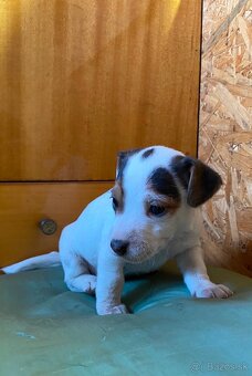 Jack Russel Terier “Parson” šteniatka - 2