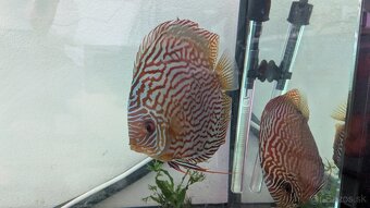 Diskus Terčovce altum flora discus - 2