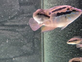 Salvini cichlid - 2