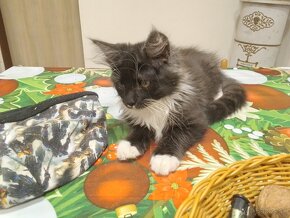 Manilska Myvalia (Maine Coon) - 2