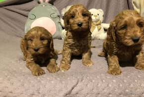 Cockapoo puppys - 2