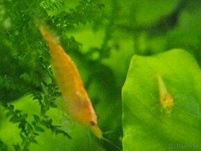 Krevetky neocaridina  zig zag - 2