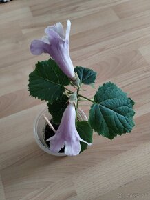 Paulownia stromčeky už kvitnúce sadenice - 2