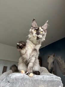 Mainská mývalia mačka / maine coon s pp - 2