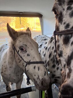 Appaloosa žrebec 100% FPD - 2