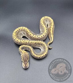 Python Regius  - Ball Python - 2