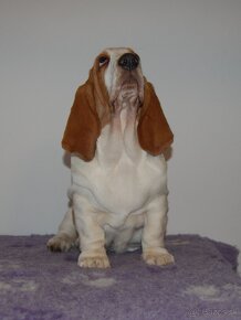 Basset hound dievcatko - 2