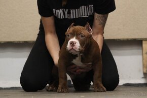 American Bully - 2