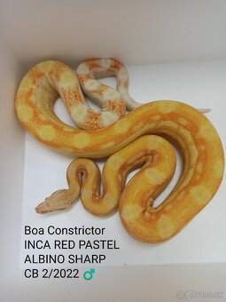 Boa Constrictor INCA - 2